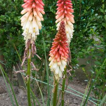 Kniphofia 'Orange Vanilla POPSICLE'