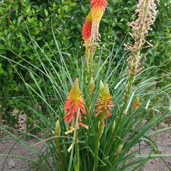 Kniphofia 'Papaya POPSICLE '