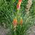 Kniphofia 'Papaya POPSICLE '