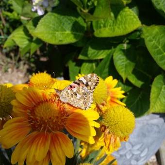 Gaillardia aristata 'Arizona Apricot'