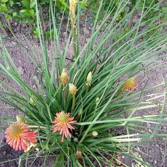 Kniphofia 'Papaya POPSICLE '