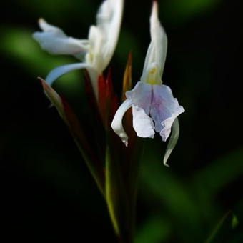 Roscoea x beesiana 'Monique'