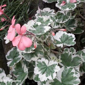 Pelargonium 'Frank Headley'