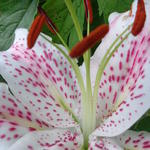 Lilium oriental 'Extravaganza' - 