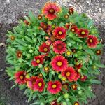 Gaillardia x grandiflora 'Arizona Red Shades' - 