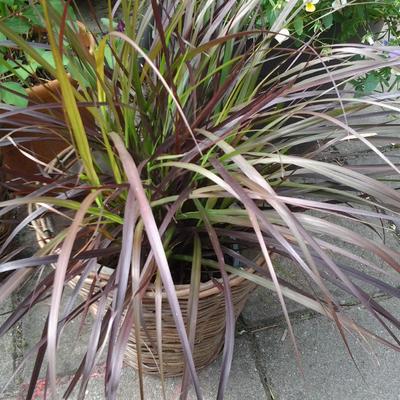 Pennisetum x advena 'Chelsea'  - 