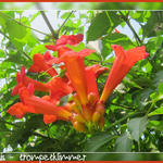 Campsis radicans - Amerikanische Klettertrompete