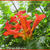 Campsis radicans