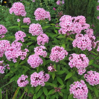 Phlox paniculata 'SWEET SUMMER Melody`