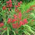 Crocosmia 'Hellfire'