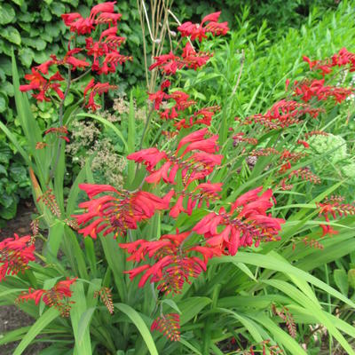 Crocosmia 'Hellfire' - 