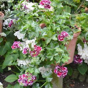 Pelargonium peltatum 'Bonito'