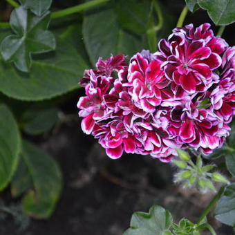 Pelargonium peltatum 'Bonito'