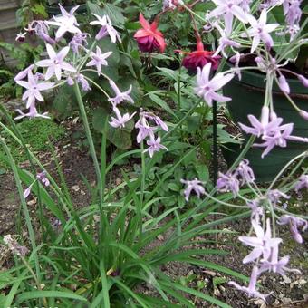 Tulbaghia violacea