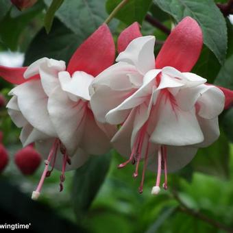 Fuchsia 'Swingtime'