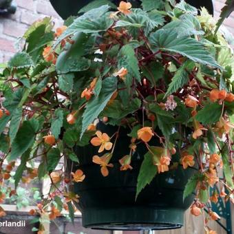 Begonia sutherlandii