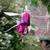 Fuchsia 'Windhapper'