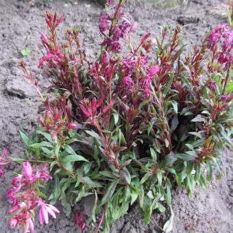 Gaura lindheimeri 'GAUDI Red'