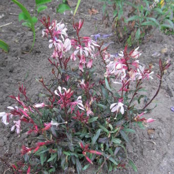 Gaura lindheimeri 'GAUDI Pink'