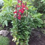 Lobelia x speciosa 'STARSHIP Scarlet' - Lobelia x speciosa 'STARSHIP Scarlet'