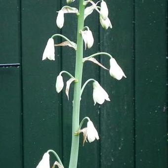 Galtonia candicans