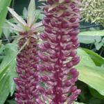 Eucomis comosa 'Sparkling Burgundy' - 