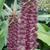 Eucomis comosa 'Sparkling Burgundy'