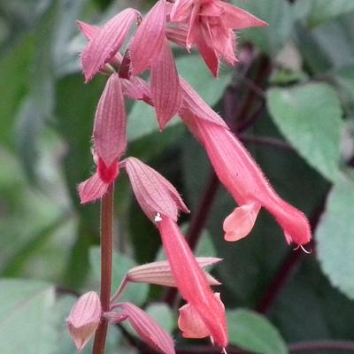 Salvia fulgens - 