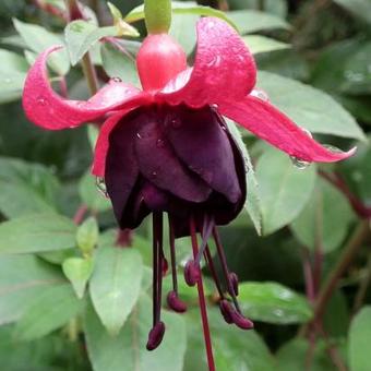 Fuchsia 'Maxima'