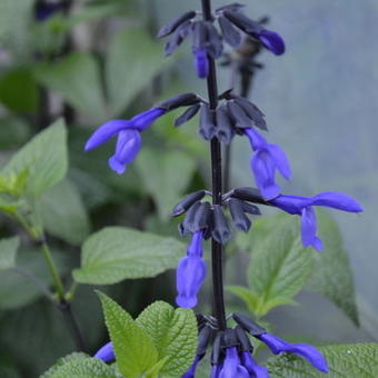 Salvia coerulea 'Black and Blue'