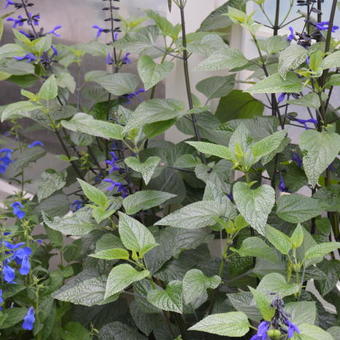 Salvia coerulea 'Black and Blue'