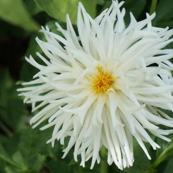 Dahlia 'Playa Blanca'