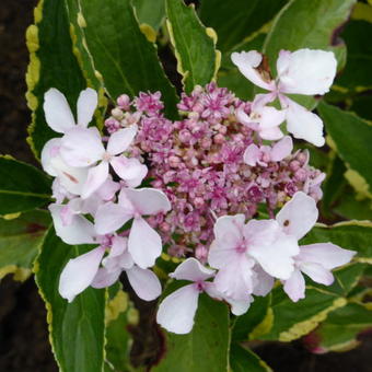 Hydrangea macrophylla 'Lemon Wave'