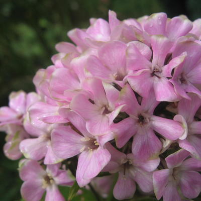 Phlox paniculata ‘Sherbet Cocktail’ - 