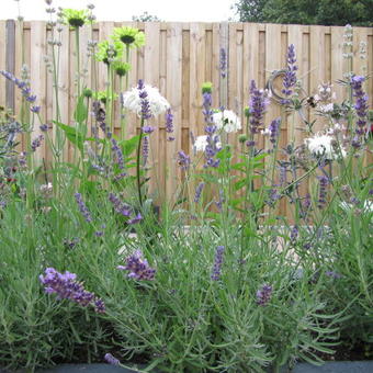 Lavandula angustifolia 'Elizabeth'