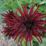 Dahlia 'Black Touch' - 