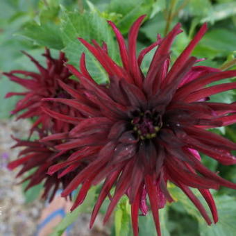 Dahlia 'Black Touch'