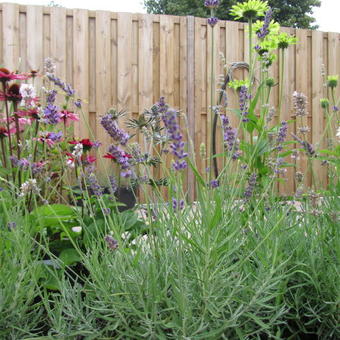 Lavandula angustifolia 'Elizabeth'