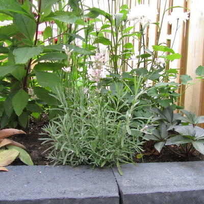 Lavandula angustifolia 'Little Lottie' - 