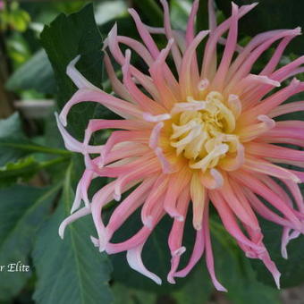 Dahlia 'Star Elite'