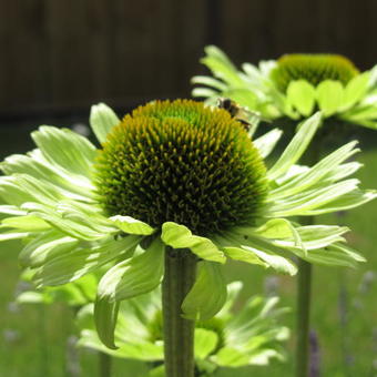 Echinacea purpurea 'Green Jewel'