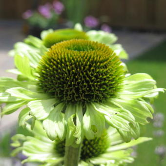 Echinacea purpurea 'Green Jewel'