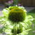 Echinacea purpurea 'Green Jewel'