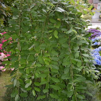 Salix caprea 'Kilmarnock'