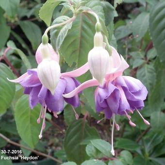 Fuchsia 'Heydon'