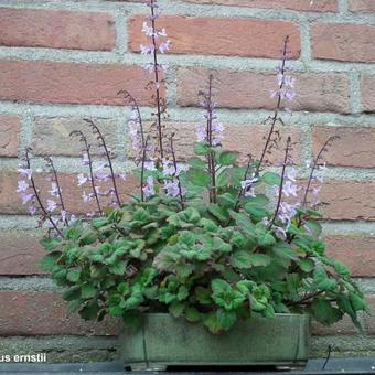 Plectranthus ernstii