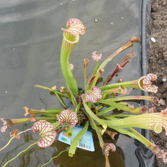 Sarracenia x farnhamii