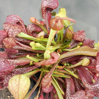 Sarracenia psittacina