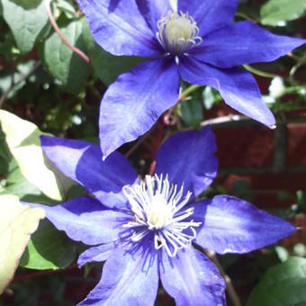 Clematis 'Daniel Deronda'