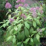 Fuchsia paniculata - 